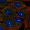 Calcium Voltage-Gated Channel Auxiliary Subunit Gamma 6 antibody, HPA056615, Atlas Antibodies, Immunocytochemistry image 