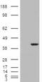Cysteine And Serine Rich Nuclear Protein 2 antibody, 46-468, ProSci, Western Blot image 