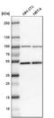 Minichromosome Maintenance Complex Component 7 antibody, HPA003898, Atlas Antibodies, Western Blot image 