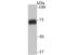Synaptotagmin Binding Cytoplasmic RNA Interacting Protein antibody, NBP2-75527, Novus Biologicals, Western Blot image 