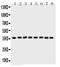 Annexin A5 antibody, PA5-78784, Invitrogen Antibodies, Western Blot image 