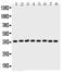 Annexin A5 antibody, PA5-78784, Invitrogen Antibodies, Western Blot image 