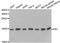 Fission, Mitochondrial 1 antibody, A01932, Boster Biological Technology, Western Blot image 