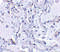 Telomerase Associated Protein 1 antibody, 2345, ProSci, Immunohistochemistry paraffin image 