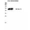 Serum Response Factor antibody, LS-C386188, Lifespan Biosciences, Western Blot image 