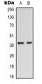Enolase 2 antibody, orb388070, Biorbyt, Western Blot image 