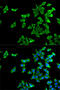 5-Hydroxytryptamine Receptor 2B antibody, 19-784, ProSci, Immunofluorescence image 
