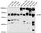 Glycine Receptor Beta antibody, 13-695, ProSci, Western Blot image 