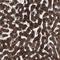 Hypoxanthine Phosphoribosyltransferase 1 antibody, NBP1-92006, Novus Biologicals, Immunohistochemistry frozen image 