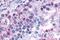 G Protein-Coupled Receptor 3 antibody, NLS121, Novus Biologicals, Immunohistochemistry paraffin image 