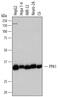 Pyrophosphatase (Inorganic) 1 antibody, AF6557, R&D Systems, Western Blot image 