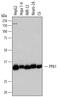 Pyrophosphatase (Inorganic) 1 antibody, AF6557, R&D Systems, Western Blot image 