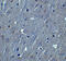 Hook Microtubule Tethering Protein 3 antibody, 8425, ProSci, Immunohistochemistry paraffin image 