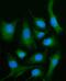 Phospholipase D Family Member 3 antibody, A01976-1, Boster Biological Technology, Immunofluorescence image 