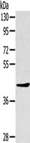 TNFAIP3 Interacting Protein 2 antibody, CSB-PA138859, Cusabio, Western Blot image 
