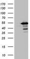 TIMELESS-interacting protein antibody, TA802975AM, Origene, Western Blot image 