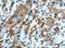 Glutamic-Oxaloacetic Transaminase 1 antibody, 60317-1-Ig, Proteintech Group, Immunohistochemistry frozen image 