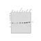 CDGSH Iron Sulfur Domain 2 antibody, A06387-1, Boster Biological Technology, Western Blot image 