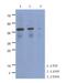 Cytokine Receptor Like Factor 2 antibody, GTX53705, GeneTex, Western Blot image 