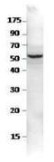 Sestrin 2 antibody, NBP1-44990, Novus Biologicals, Western Blot image 