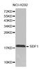 C-X-C Motif Chemokine Ligand 12 antibody, abx135717, Abbexa, Western Blot image 