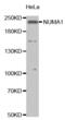 Nuclear Mitotic Apparatus Protein 1 antibody, abx000744, Abbexa, Western Blot image 