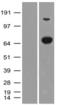 Aminoacylproline aminopeptidase antibody, TA501384S, Origene, Western Blot image 