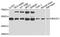 Beta-Secretase 1 antibody, abx123457, Abbexa, Western Blot image 