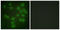 PTTG antibody, LS-C118744, Lifespan Biosciences, Immunofluorescence image 