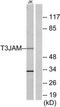 TRAF3 Interacting Protein 3 antibody, TA311702, Origene, Western Blot image 