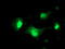 Serpin Family A Member 5 antibody, M01916, Boster Biological Technology, Immunofluorescence image 