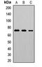 Interleukin-5 receptor subunit alpha antibody, orb412782, Biorbyt, Western Blot image 