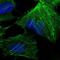 CTP Synthase 1 antibody, NBP2-57099, Novus Biologicals, Immunofluorescence image 