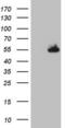 Nudix Hydrolase 12 antibody, LS-C339642, Lifespan Biosciences, Western Blot image 