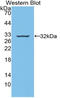 Ring Finger Protein 112 antibody, LS-C314690, Lifespan Biosciences, Western Blot image 