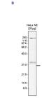 WD Repeat Domain 61 antibody, CI1032, Boster Biological Technology, Western Blot image 