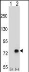 Transforming Growth Factor Beta Induced antibody, PA5-71957, Invitrogen Antibodies, Western Blot image 