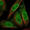 Ankyrin repeat and zinc finger domain-containing protein 1 antibody, PA5-57197, Invitrogen Antibodies, Immunofluorescence image 