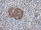 Ubiquitin Specific Peptidase 10 antibody, LS-C173574, Lifespan Biosciences, Immunohistochemistry frozen image 