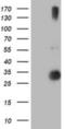 RFXK antibody, NBP2-01756, Novus Biologicals, Western Blot image 