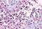 Neuropeptide Y Receptor Y2 antibody, MBS247880, MyBioSource, Immunohistochemistry frozen image 