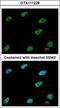 C-Terminal Binding Protein 1 antibody, GTX111229, GeneTex, Immunofluorescence image 