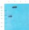 T-Box 1 antibody, orb389318, Biorbyt, Western Blot image 