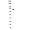 Ataxin 1 antibody, R31209, NSJ Bioreagents, Western Blot image 