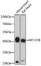 Mitochondrially Encoded Cytochrome B antibody, 18-173, ProSci, Western Blot image 
