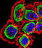 Regulator Of Calcineurin 1 antibody, abx029066, Abbexa, Immunofluorescence image 