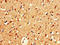 CUGBP Elav-Like Family Member 2 antibody, LS-C677494, Lifespan Biosciences, Immunohistochemistry paraffin image 