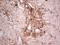 Casein Kinase 1 Gamma 1 antibody, NBP2-46384, Novus Biologicals, Immunohistochemistry frozen image 