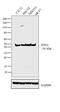 Enolase 1 antibody, PA5-21387, Invitrogen Antibodies, Western Blot image 