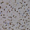 Myocyte Enhancer Factor 2C antibody, LS-C332187, Lifespan Biosciences, Immunohistochemistry frozen image 